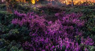 Bloemen en heide, natuurlijk mooi geschikt.